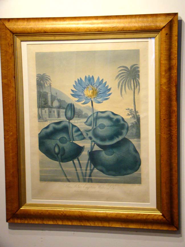 An original early 19th century hand colored Botanical aquatint  of "The Blue Egyptian Water Lily" by Dr. Robert Thornton, plate 31, printed in 1804.
